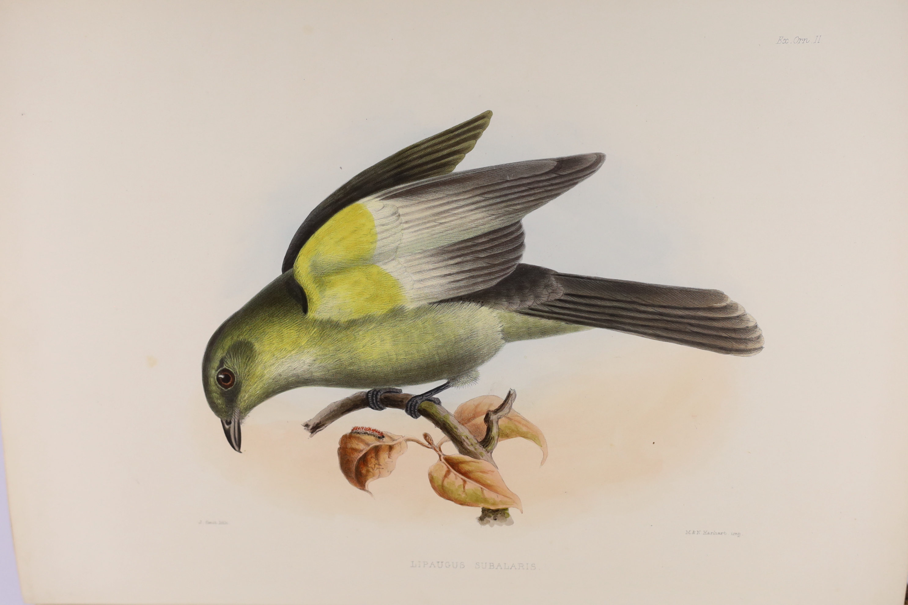 Sclater, Philip Lutley & Salvin, Osbert - Exotic Ornithology, containing Figures and Descriptions of New or Rare Species of American Birds. 100 hand-coloured plates and a few text figures; old red half morocco and marble